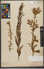 Foto von Salix triandra L. x Salix viminalis L.